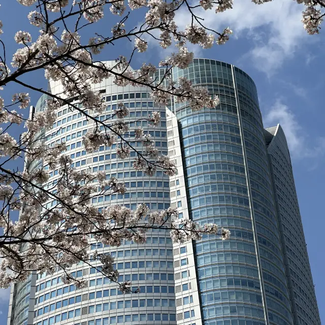 【東京】六本木さくら坂の桜の様子