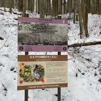 Snow monkey park in Nagano