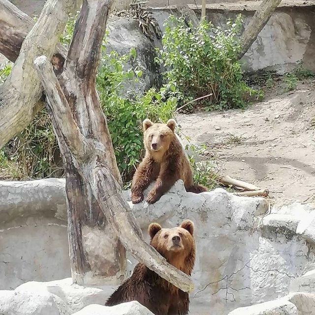 Be Mesmerized at Clark Safari Adventure Park