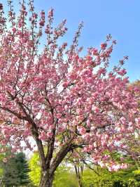서울 근교, 겹벚꽃 여행지 하남 미사경정공원🌸