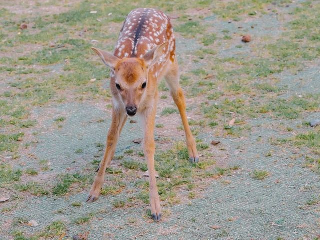 ❣️เที่ยว Nara Park : Todaiji temple วัดโทไดจิ