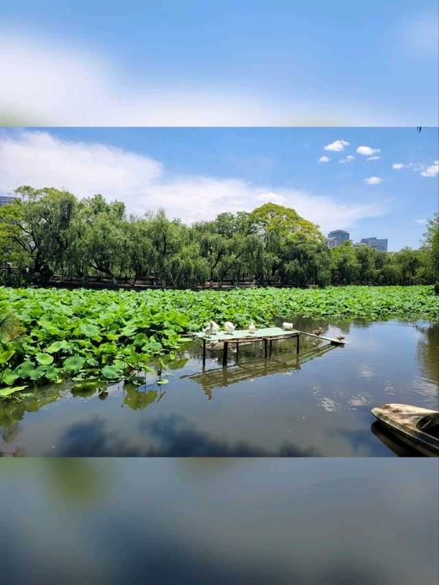 閒逛‘翠湖’-夏天無白鷺賞•昆明五華區必遊第一排名景點