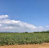 【沖縄 竹富島】一度は行っておきたい竹富島