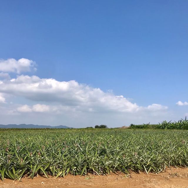 【沖縄 竹富島】一度は行っておきたい竹富島