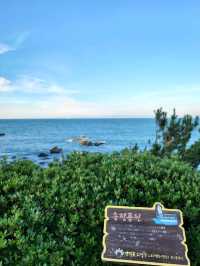바다바람 맞으며 초록 피톤치드도 느끼는 송정공원🌲