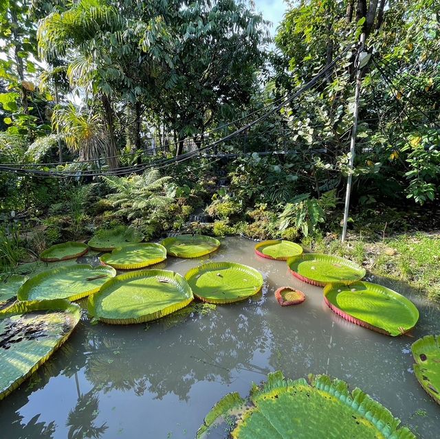 คาเฟ่ 🍵 ป่า ในเมืองปูน 