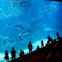 SEA Aquarium - Fascinating place 🐠🐬🐋