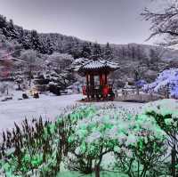 사계절이 예쁜 아침고요수목원🏞️