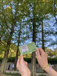 자연을 보며 힐링이 필요할 땐 담양 메타세쿼이아🌳