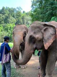 ย้อนเวลาไปเข้าแคมป์เลี้ยงช้างที่เชียงใหม่🐘