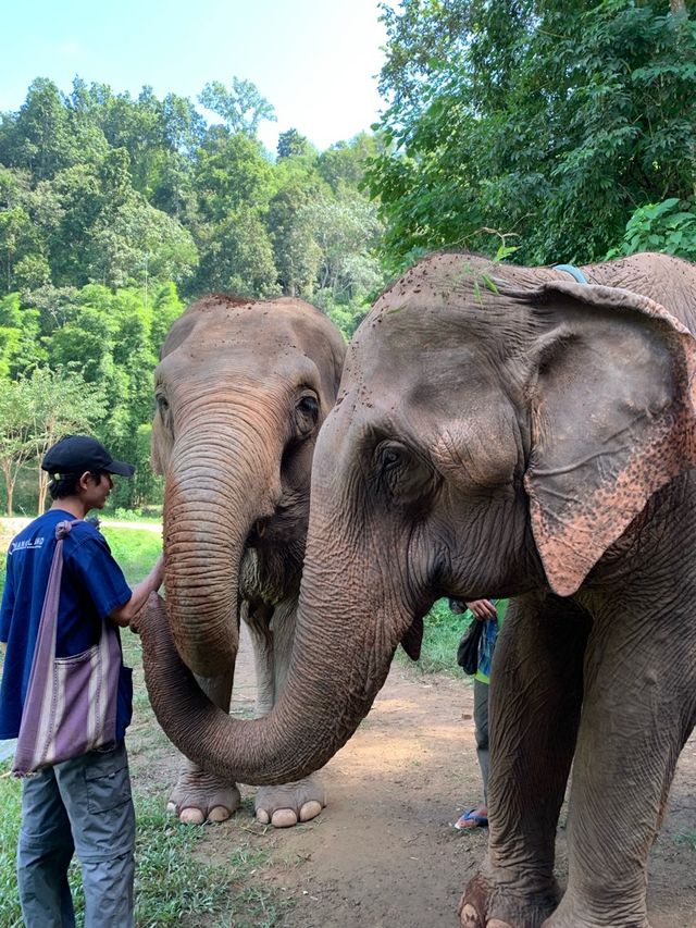 ย้อนเวลาไปเข้าแคมป์เลี้ยงช้างที่เชียงใหม่🐘