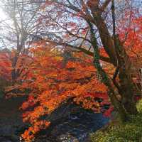 autumn vibes at Shuzenji Temple