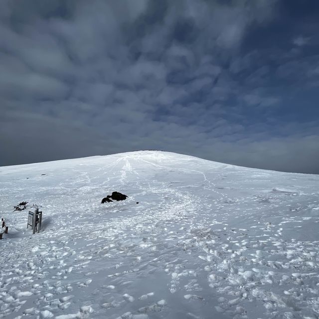한라산의 꽃☃️❄️ 겨울의 영실코스⛰️