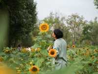 ดอกทานตะวัน สวนรถไฟ