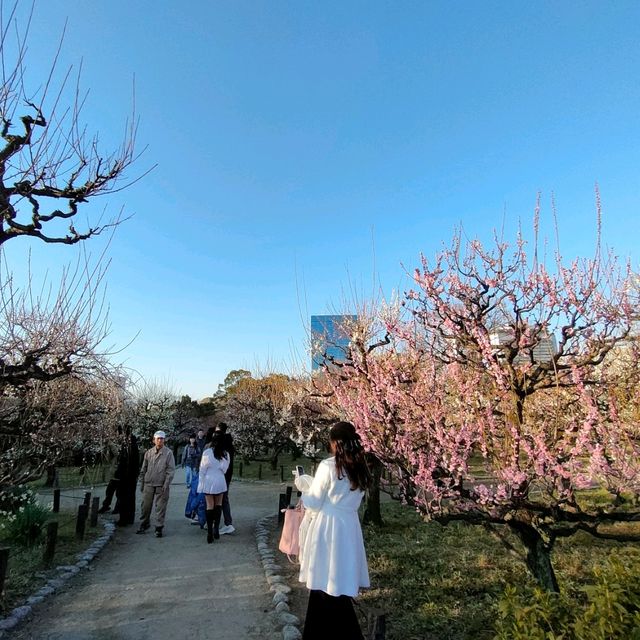 【大阪】梅の花見ならココ🏯大阪城梅林がオススメ