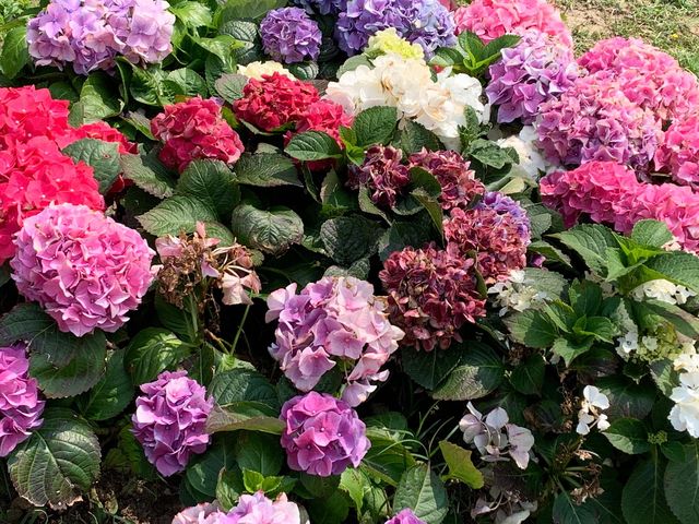 天水圍燦爛繡球花花海
