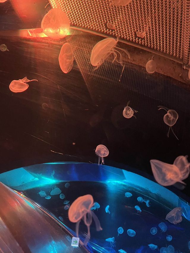 주말데이트로 아쿠아플라넷 일산에서 동심의 세계로 돌아가기🐠❤️