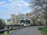 野生のサルを間近で見られる高崎山🐒