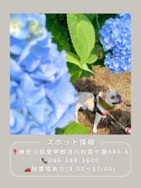 【神奈川･宮ヶ瀬】紫陽花スポット🐶🫧