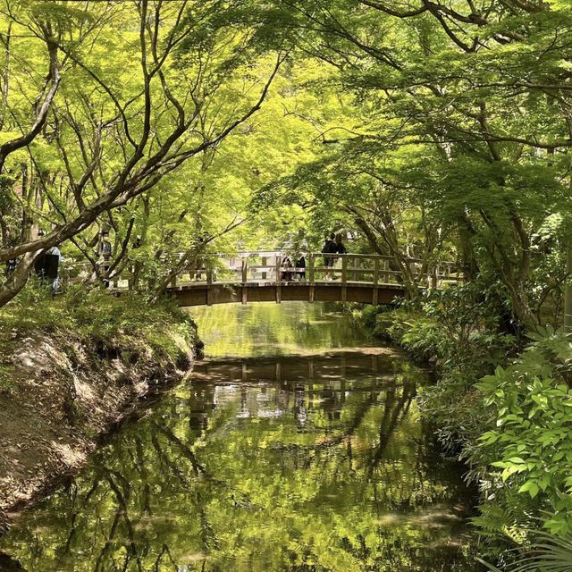 🌳 후쿠오카하면 떠오르는 필수 여행지! 유후인!!