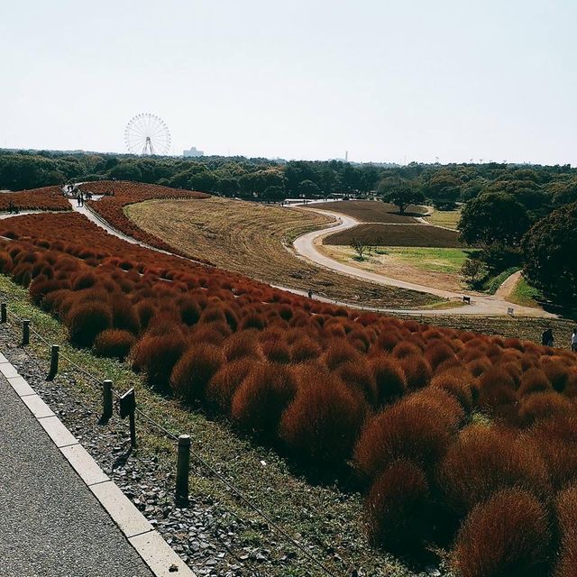 茨城縣- 日立海濱公園