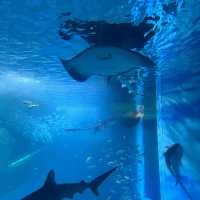 日本最大水族館❤️親子遊推介