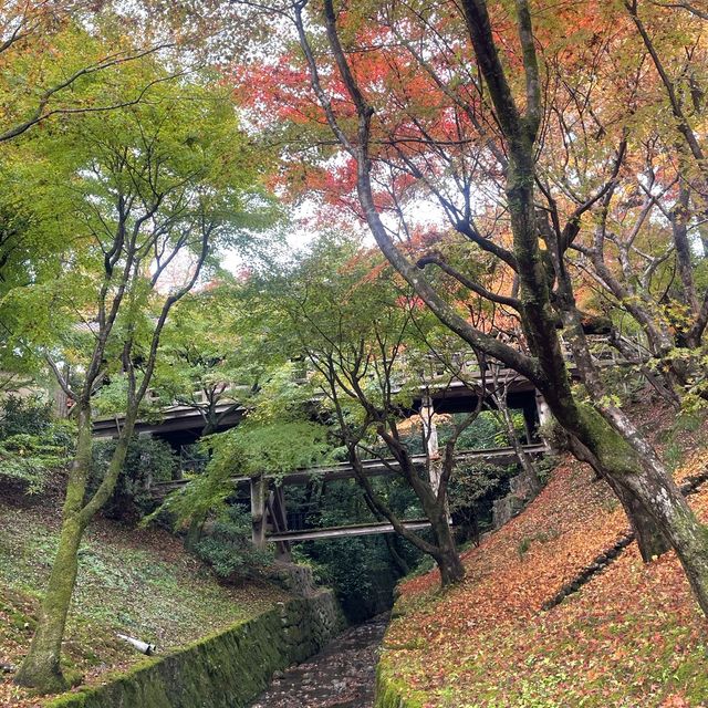 【京都】紅葉の名所🍁東福寺