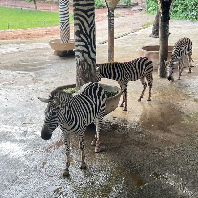 大自然的奇妙冒險！深圳野生動物園🦁🌳
