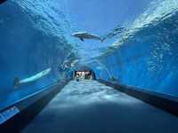 【神奈川】関東随一の水族館でイルカとふれあう!
