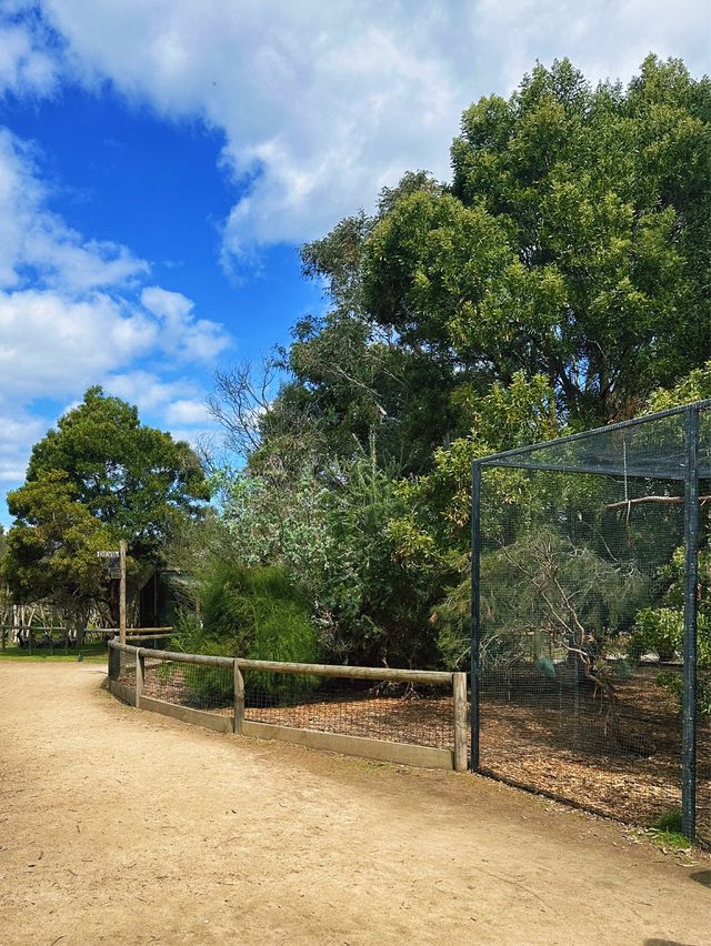 [墨爾本] 半開放式的動物園 近距離餵袋鼠和與無尾熊拍照-月光保護區野生動物園