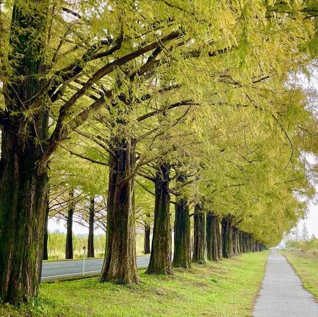 Metasequoia Majesty: Nature's Elegance