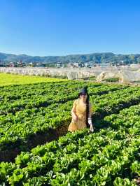 La Trinidad Strawberry Farm