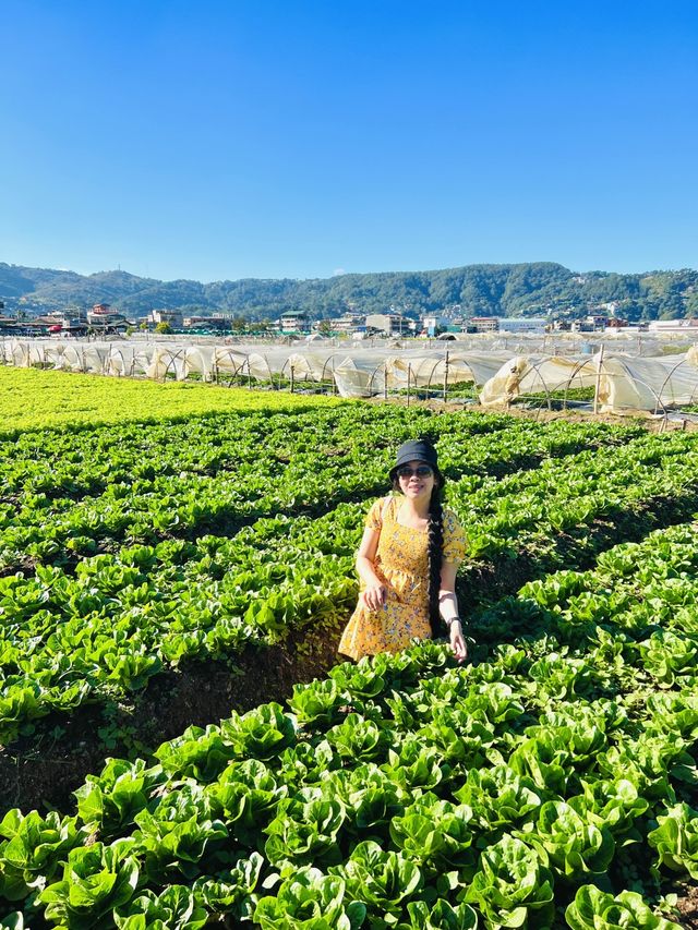 La Trinidad Strawberry Farm