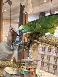 水豚、草泥馬、鴨子、鸚鵡⋯動物愛好者天堂! cafe Animeal
