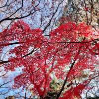 「上野恩賜公園」11月底～12月初，賞紅葉好去處