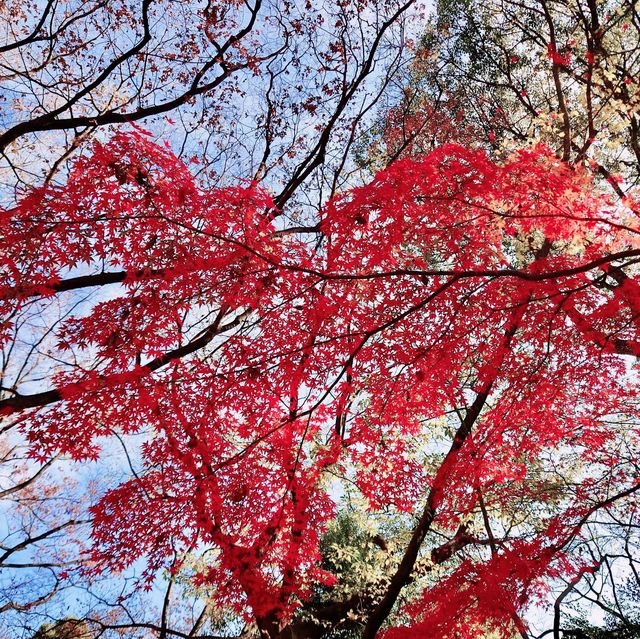 「上野恩賜公園」11月底～12月初，賞紅葉好去處