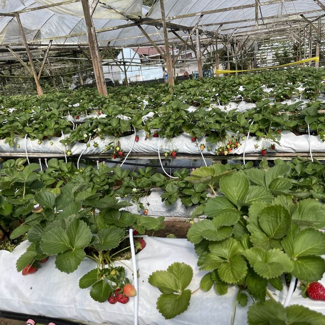 Raju’s Hill Strawberry Farm 🍓🍓🍓