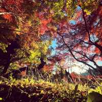 ฤดูกาลใบไม้เปลี่ยนสี🍁