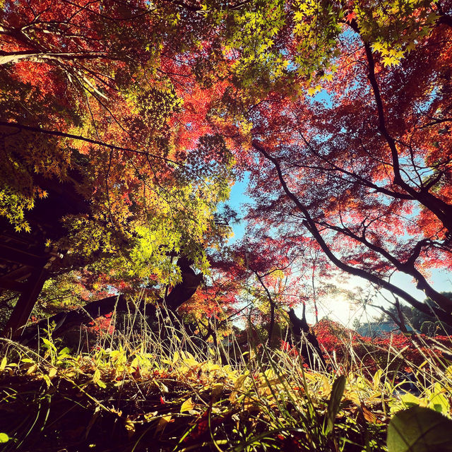 ฤดูกาลใบไม้เปลี่ยนสี🍁