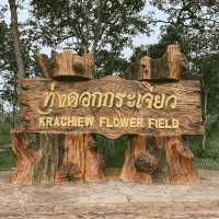 ทุ่งดอกกระเจียว ชมความสวยงามของดอกไม้แห่งหน้าฝน