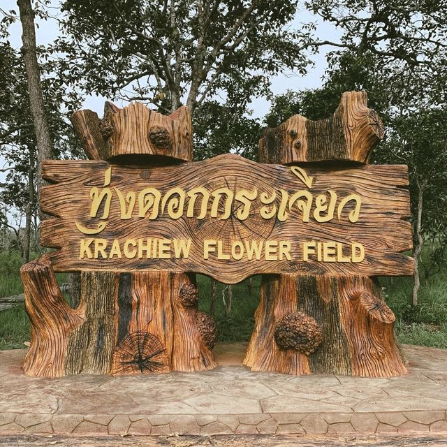 ทุ่งดอกกระเจียว ชมความสวยงามของดอกไม้แห่งหน้าฝน