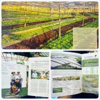 สวนผักโอ้กะจู๋ ร้านดังเชียงใหม่กลางสยามแสควร์ ซอย2