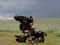 Handling an Eagle in Kazakhstan!