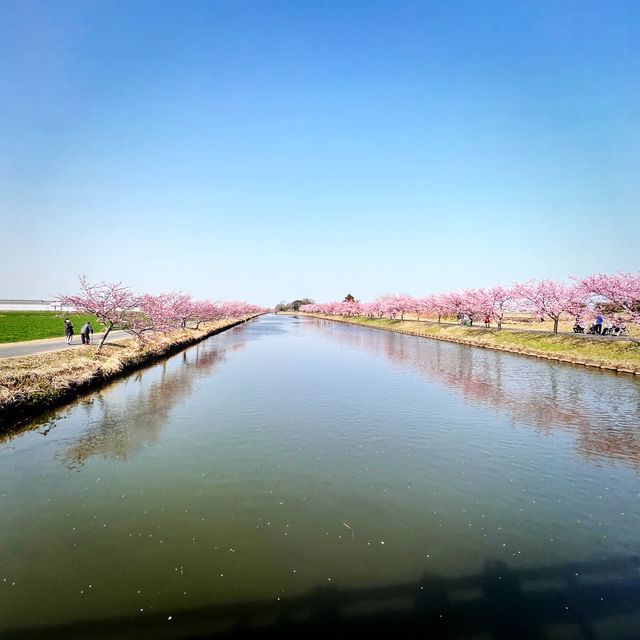 【三重】一足早く桜が見たいなら！ココおススメ