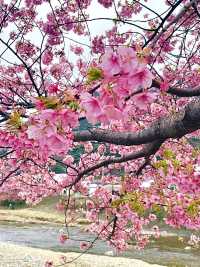 【河津桜まつり/静岡県】河津桜見るなら河津町へ