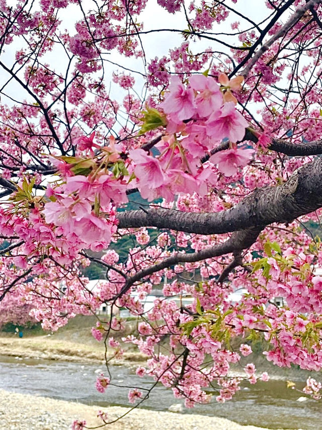【河津桜まつり/静岡県】河津桜見るなら河津町へ