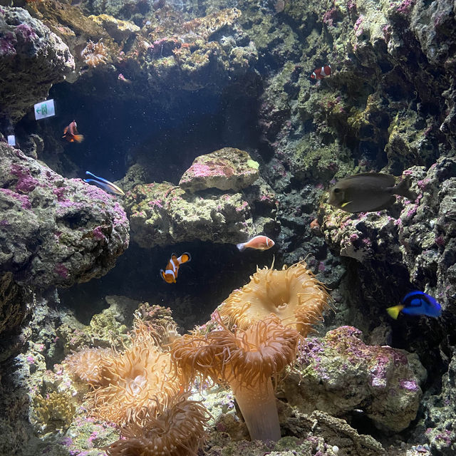 桃園Xpark水族館：簡單又有點小浪漫的水族館約會🐚