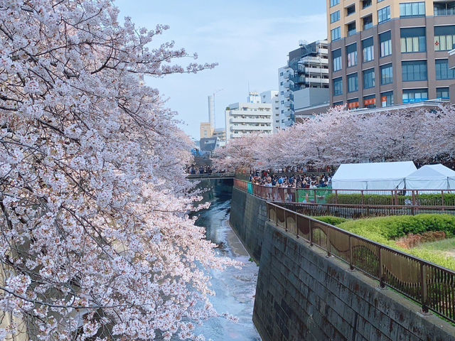 สัมผัสความงามของดอกซากุระริม Meguro River🌸