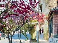 Flowering cherry blossoms in Kathmandu.