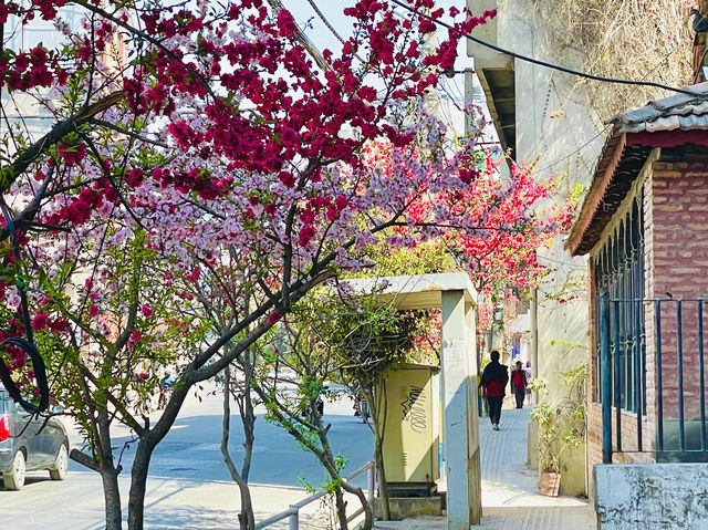 Flowering cherry blossoms in Kathmandu.